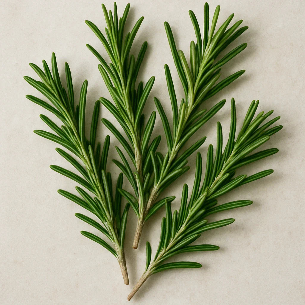 Romarin naturel pour cheveux avec propriétés stimulantes et soin du cuir chevelu
